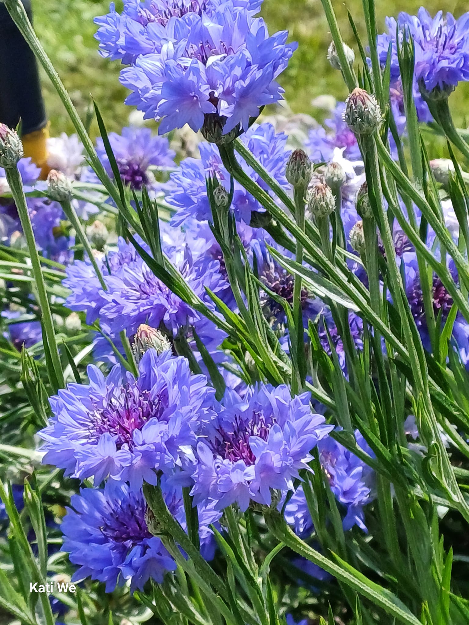 Purple-blue Corn Flowers